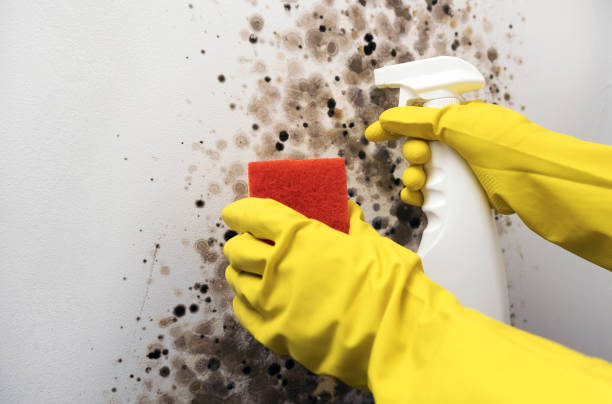 Best Emergency Mold Removal  in Los Ranchos De Albuquerque, NM